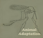 adaptation