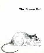 brown rat