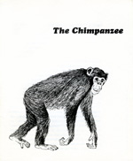 chimpanzee