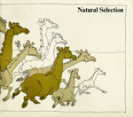 natural selection