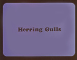 herring gulls filmstrip