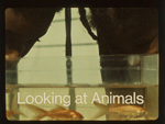 looking at animals